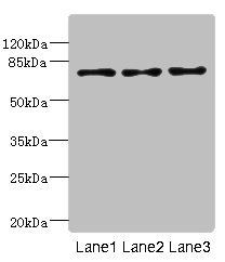 LDB3 Antibody