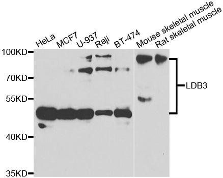 LDB3 antibody