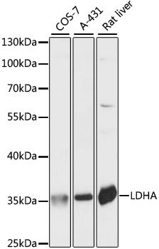 LDHA antibody