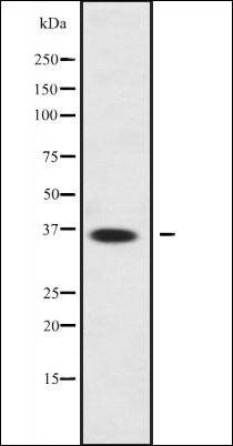 LDHAL6A antibody