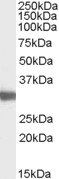 Goat anti-LDHC (aa 217 - 231) Antibody