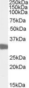 Goat anti-LDHC (aa 221 - 233) Antibody