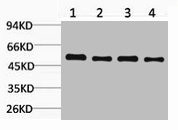 LDHD antibody