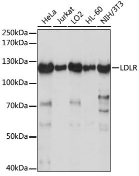 LDLR antibody