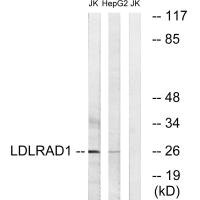 LDLRAD1 antibody