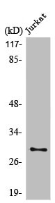 LDLRAD2 Antibody