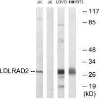 LDLRAD2 antibody