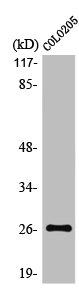LDOC1L Antibody