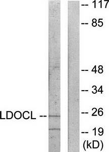 LDOC1L Antibody