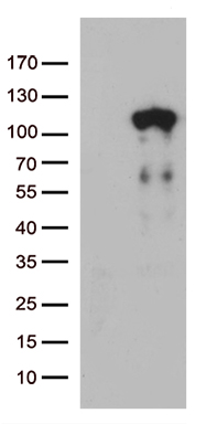 Lebercilin Antibody