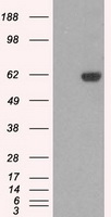Lebercilin Antibody