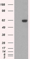 Lebercilin (LCA5) antibody