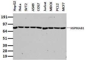 Lebercilin Antibody