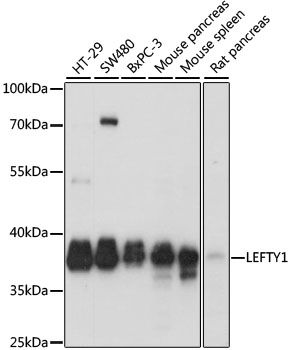 LEFTY1 antibody
