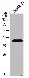LEFTY1/LEFTY2 Antibody