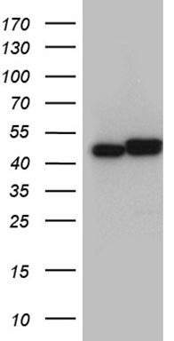 LELP1 antibody