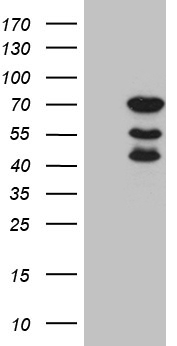 LELP1 Antibody