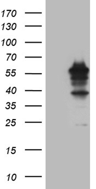 LELP1 Antibody