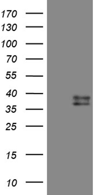 LELP1 antibody