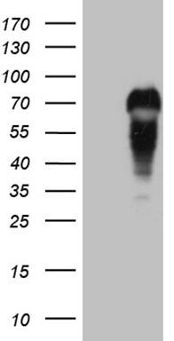 LELP1 Antibody