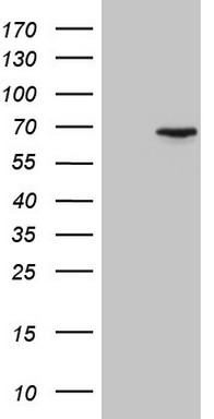 LELP1 Antibody