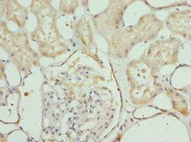 LELP1 antibody