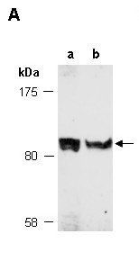 LEMD3 antibody