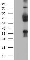 LENG1 Antibody