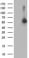 LENG1 antibody