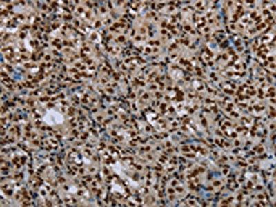 LEO1 antibody