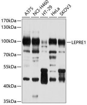 LEPRE1 antibody