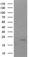LEPRE1 (P3H1) antibody