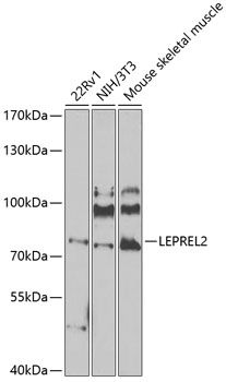 LEPREL2 antibody