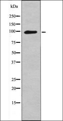 Leptin Receptor (Phospho-Tyr1141) antibody