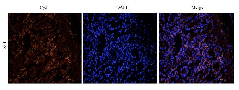 Leptin Receptor antibody