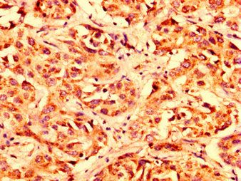 LETM1 Antibody