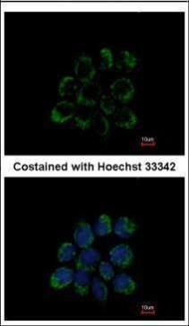 LETM1 antibody