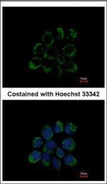 LETM1 antibody