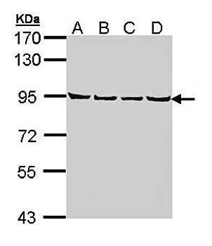 LETM1 antibody