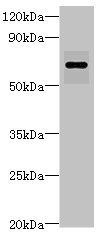 Leucine-rich repeat-containing protein 40 antibody