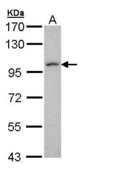 leucine zipper protein 1 antibody