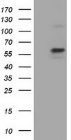 Leukotriene A4 hydrolase (LTA4H) antibody