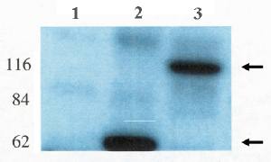 LFC antibody