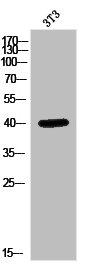 LFNG antibody