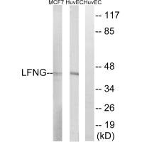 LFNG antibody