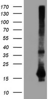 LGALS3BP antibody