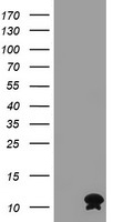 LGALS3BP antibody