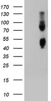 LGALS3BP antibody