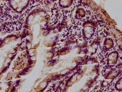 LGALS4 Antibody