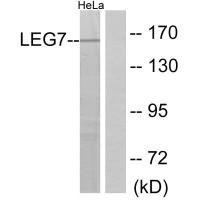 LGALS7 antibody